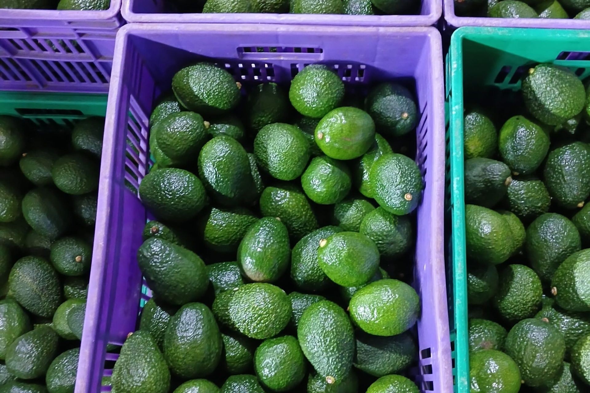 Hass Avocado